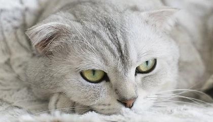 开云体育下载-NBA联盟裁判员心理素质与执法水平提升，nba裁判怎么考