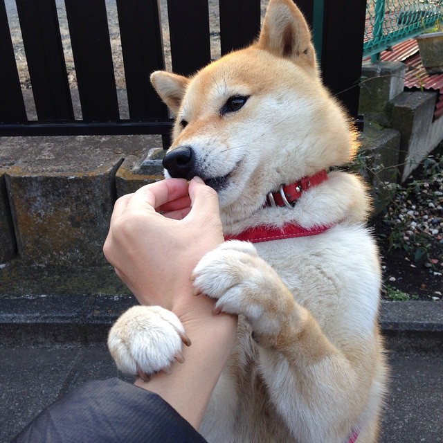 “彭尤蝶泳+自由泳双项冲击,打破中国泳坛纪录”