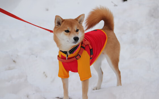 中国男篮提升篮板球控制力,中国篮板高度