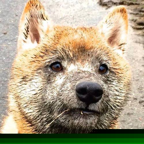 德国队在国际乒联混合团体世界杯中的赛制应对策略,德国乒乓球联赛