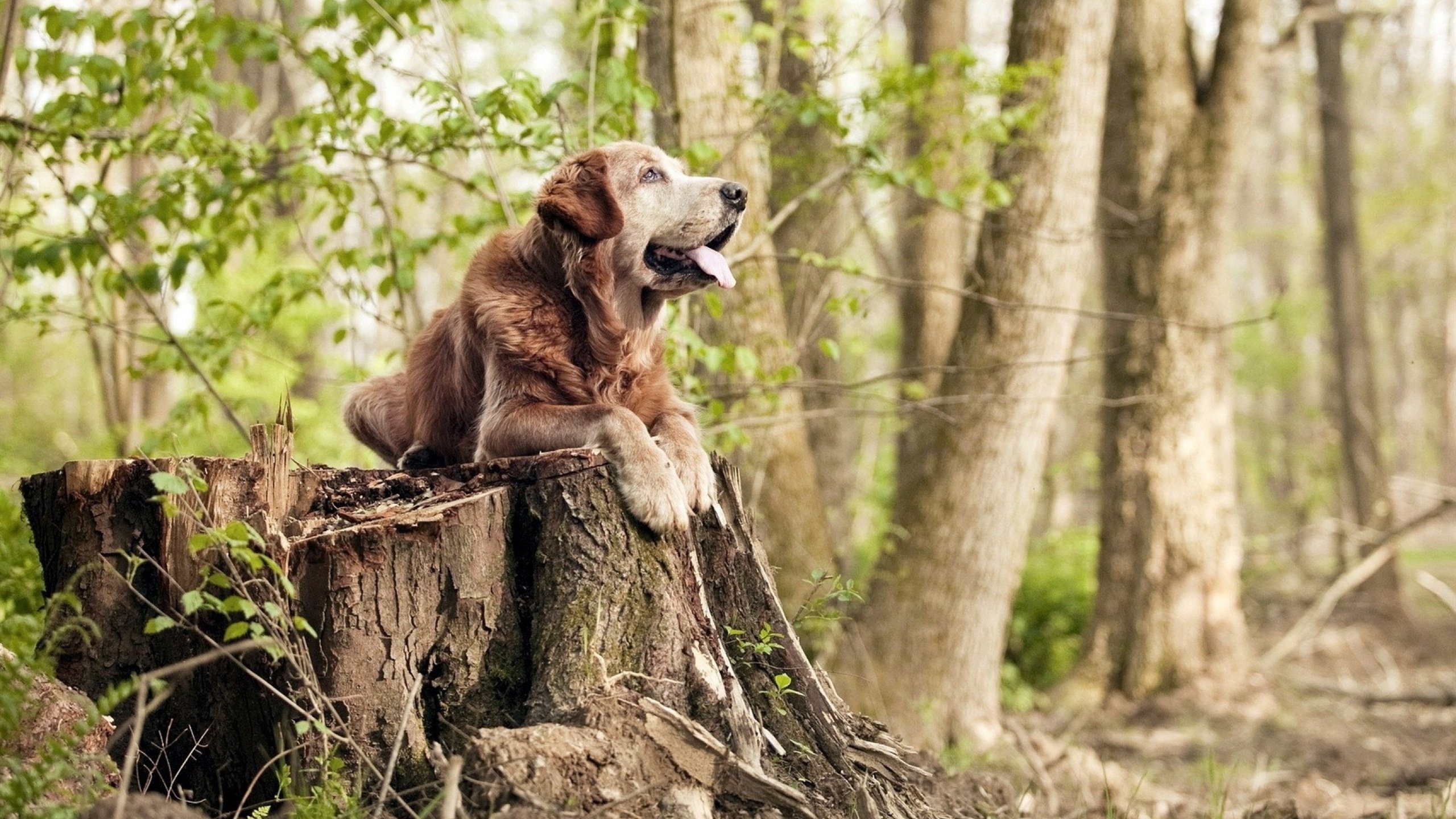 新加坡队的未来发展:如何在全球乒乓赛事中实现更高目标,新加坡乒乓球厉害吗