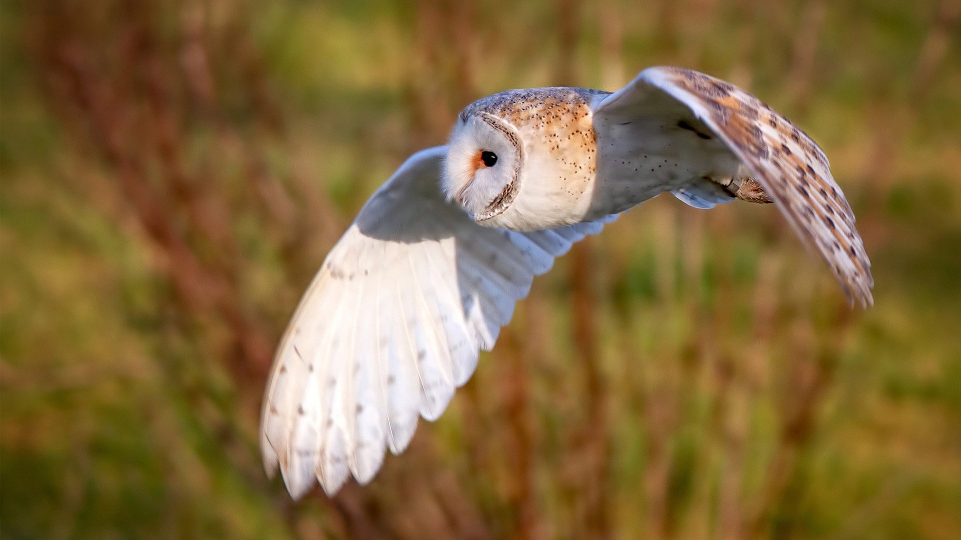 湖滨赛事新高地,兴隆湖绽放活力之美,兴隆湖航拍视频