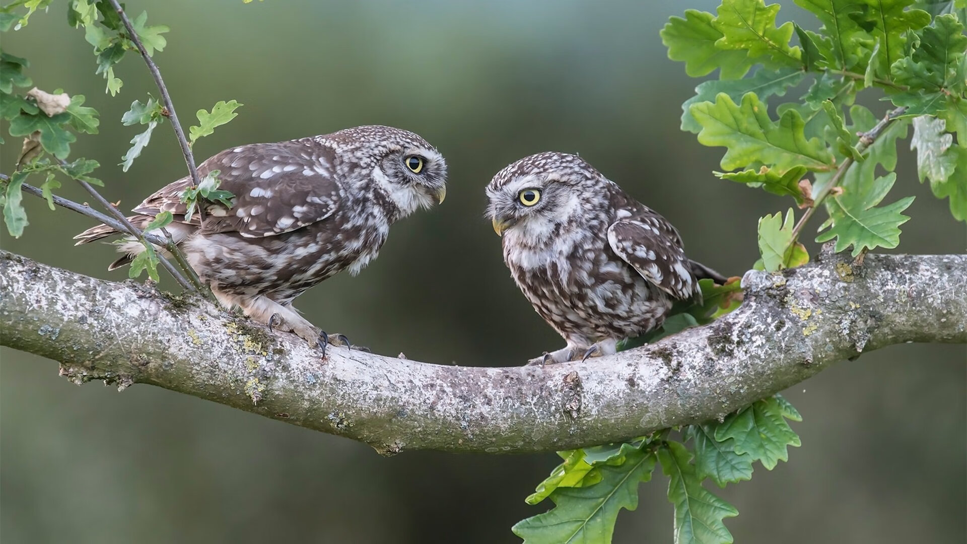 乌干达女篮在非洲锦标赛中表现优异,迈向世界舞台