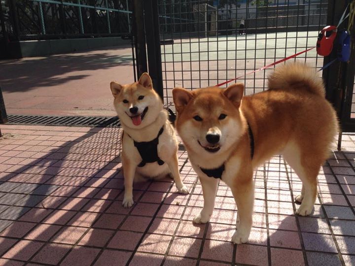 史密斯稳扎稳打锁定女子200米仰泳冠军,里约奥运会女子200米仰泳决赛视频