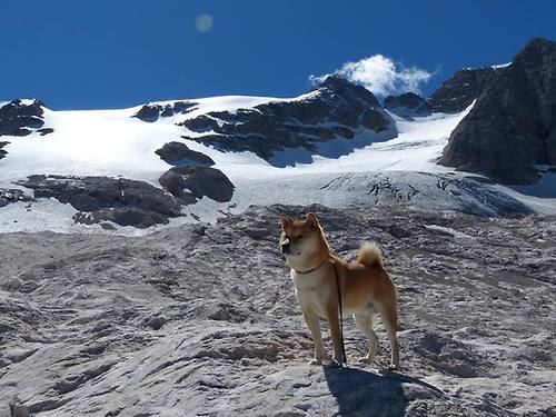 奥康纳的脚法与视野让袋鼠队的进攻更具威胁,奥康纳开的车