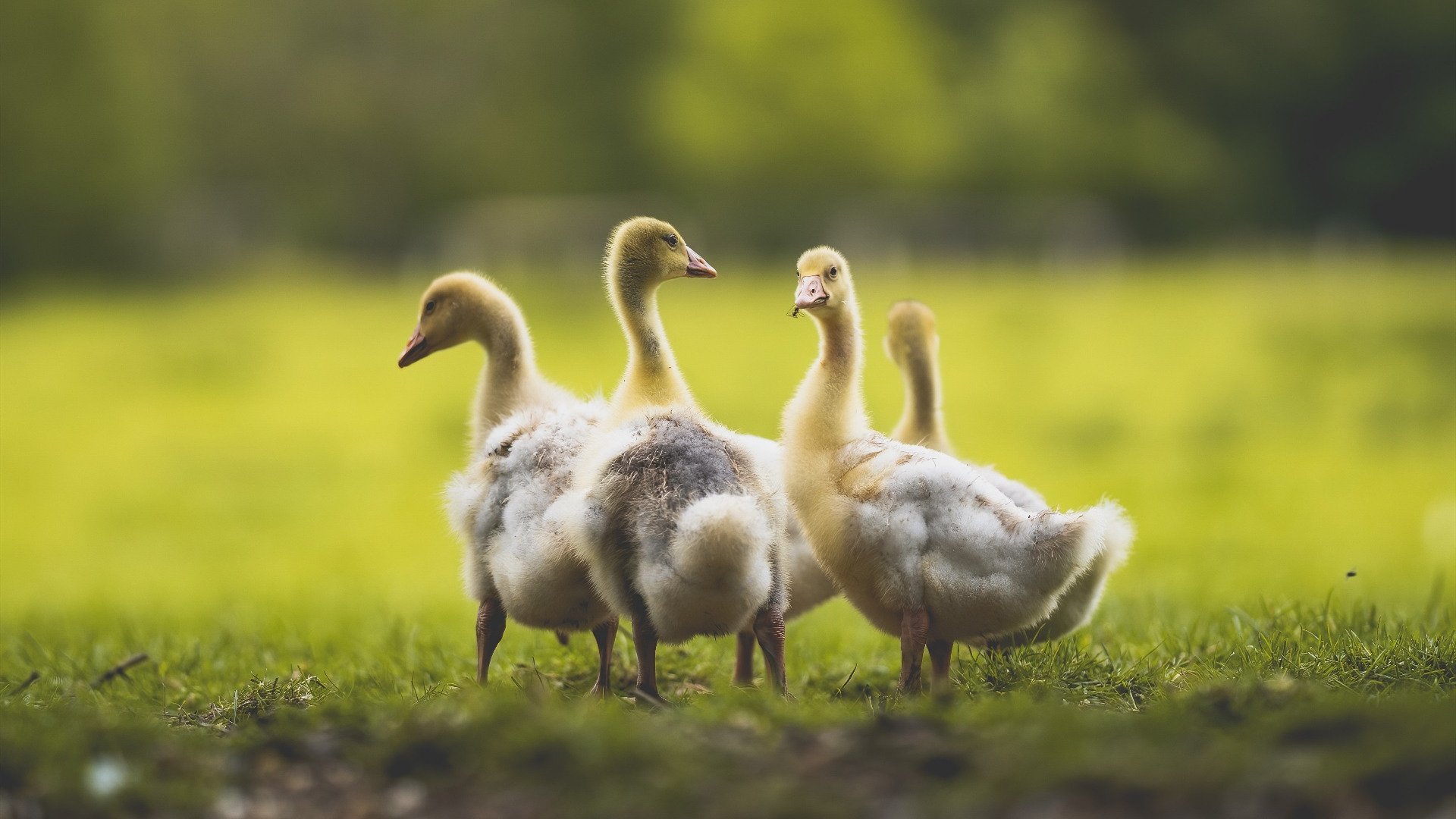 女子篮球引入防守位置感应系统优化战术布局,女子篮球站位