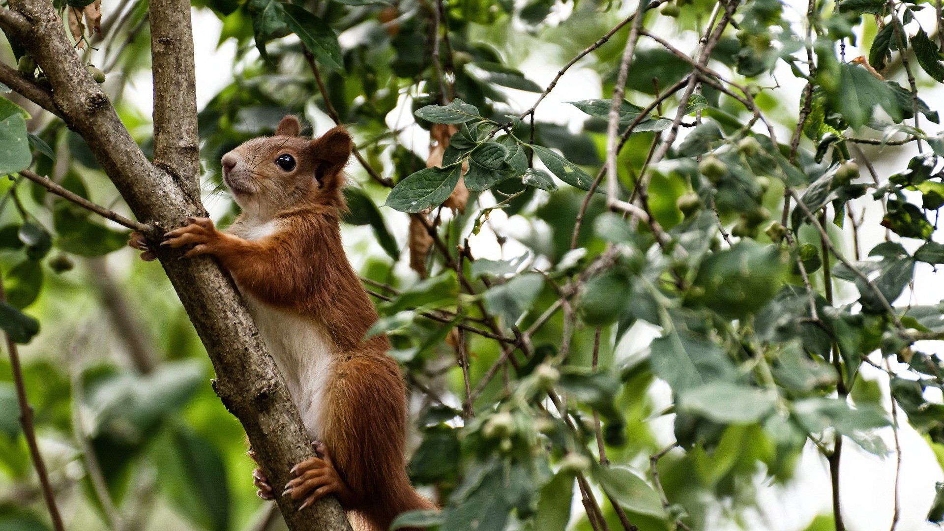 德甲激烈拼刺:攻坚战中展现极限运动精神