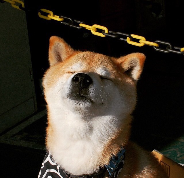 森林狼主帅在讲解环节使用战术模拟板,森林狼拓展