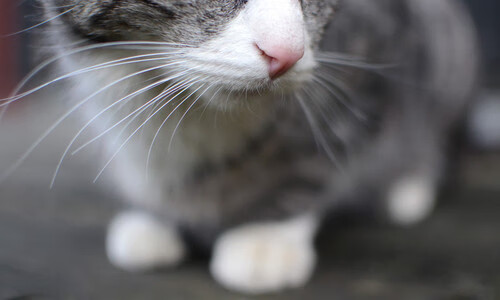 法国新星崭露头角,球队实现年轻化