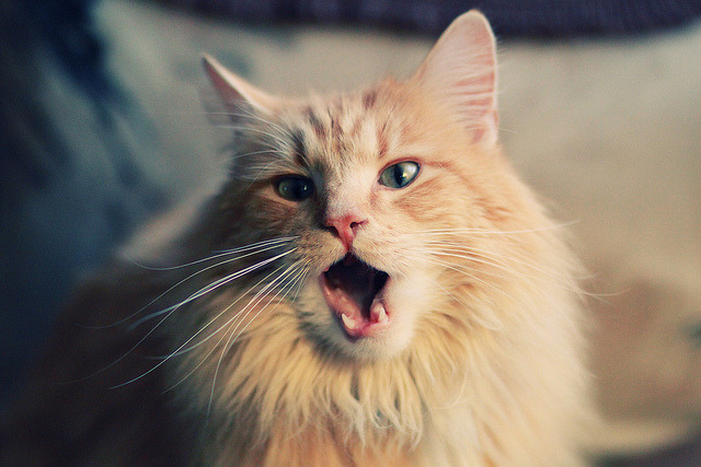 福特:随着表现不断提升,成全黑队未来的核心球员,福特黑色