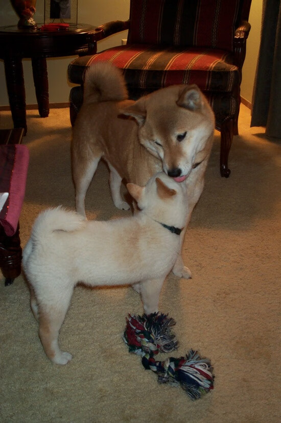 美国女篮在奥运会决赛中击退强敌,成功卫冕