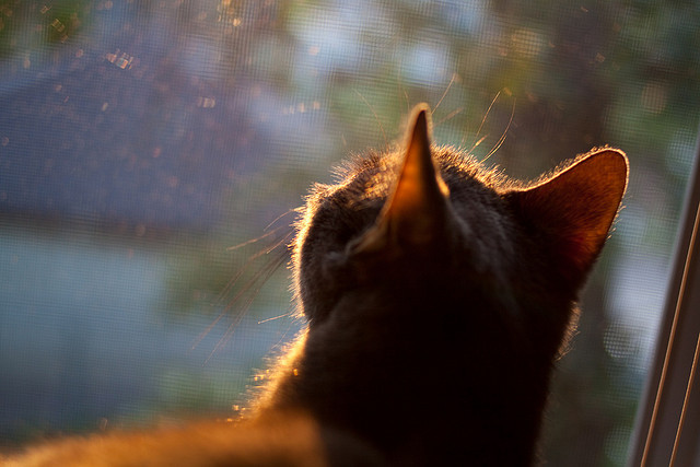 美洲杯明星闪耀:个人能力点燃绿茵激情!,美洲杯人气