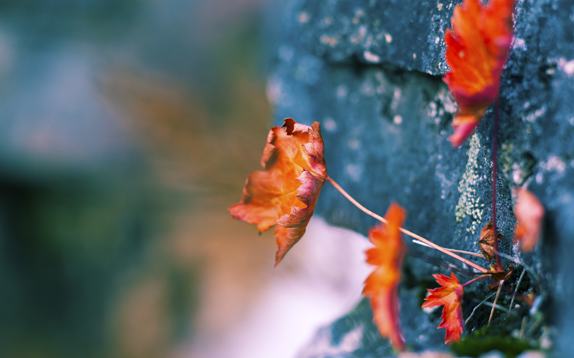 胡贝特·科斯200米仰泳决赛展现强劲实力