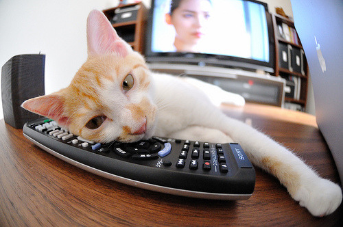 英格兰橄榄球推出教练认证新标准，英格兰橄榄球队员