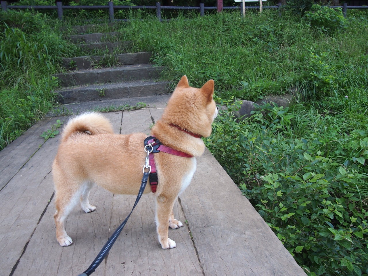 阿根廷青年军崭露头角，未来可期