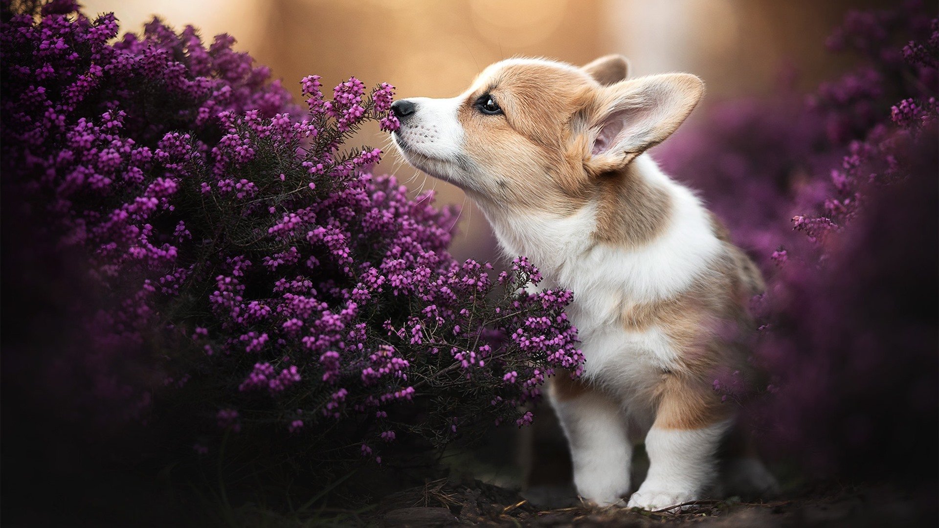 高尔带领袋鼠队继续在橄榄球冠军锦标赛上迎接挑战