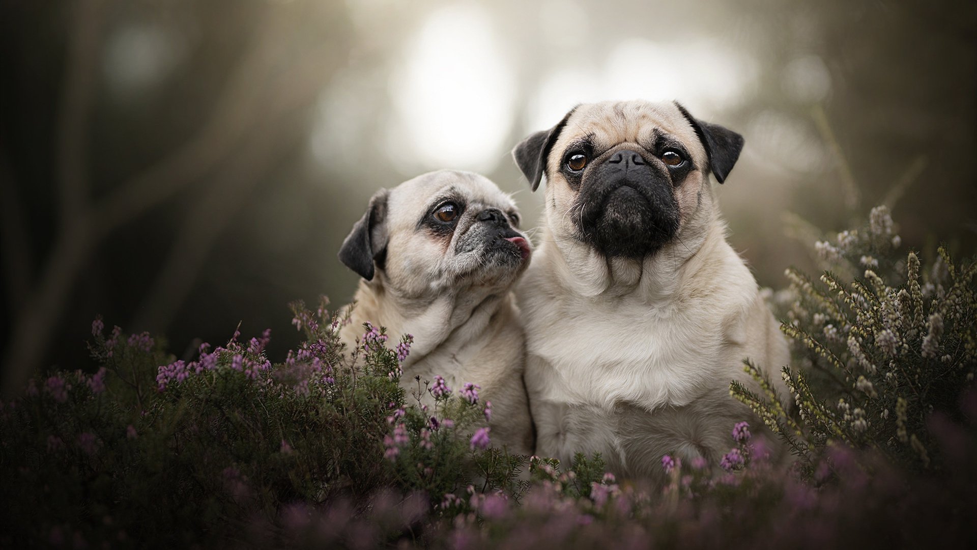 世界排名第4，奥地利旗手显霸气，奥地利旗子